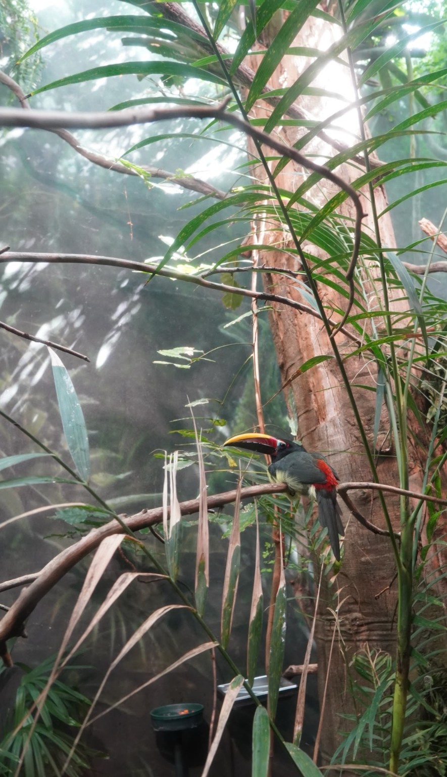 A colourful bird perched among green leaves and branches